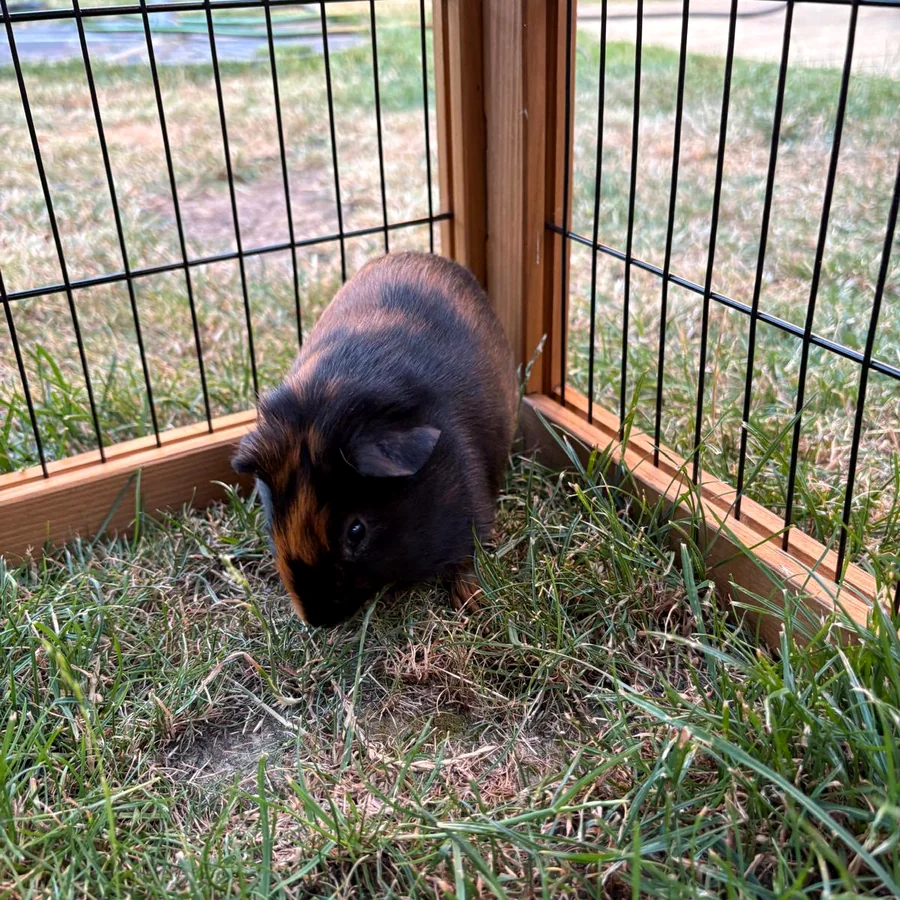 Black and tan guinea pig exploring grass inside a secure outdoor enclosure.