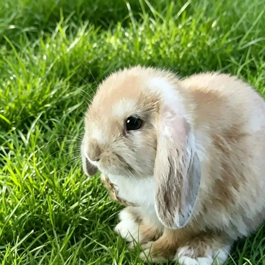 Cream lop-eared rabbit sitting in sunlit grass.