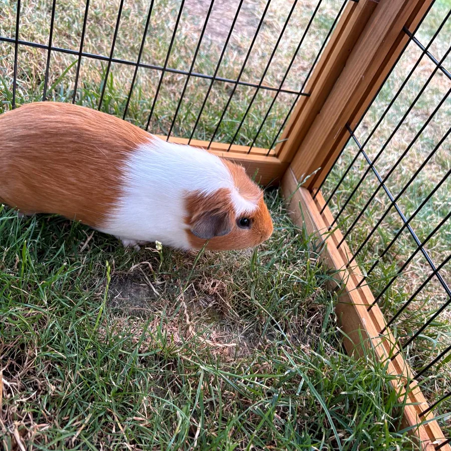Orange and white guinea pig exploring grass inside a secure outdoor enclosure.