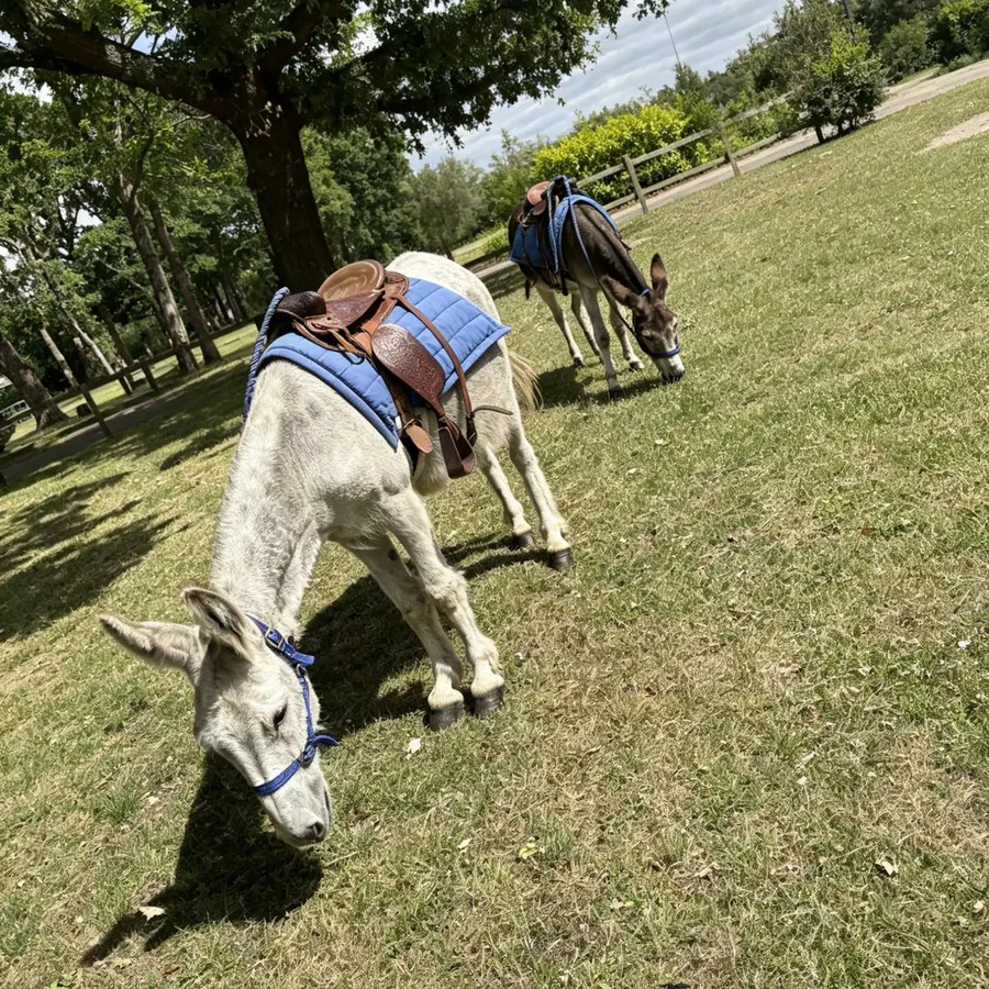 Two saddled donkeys grazing beneath trees at an outdoor event.