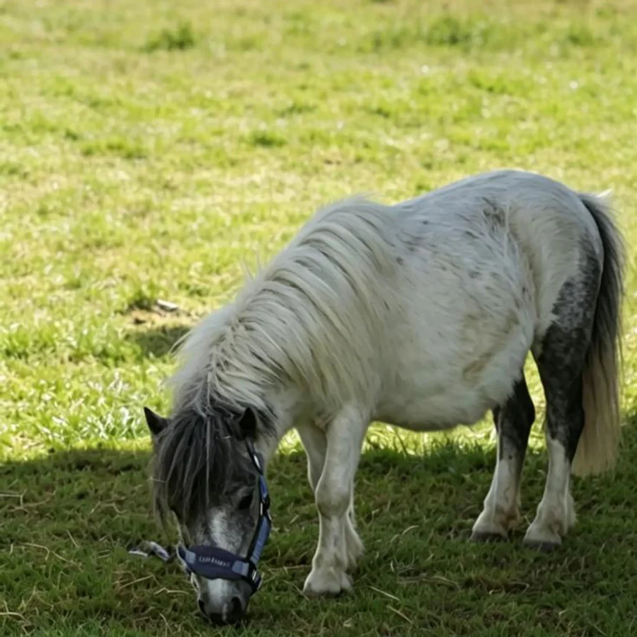 White and grey Shetland pony grazing in a field.